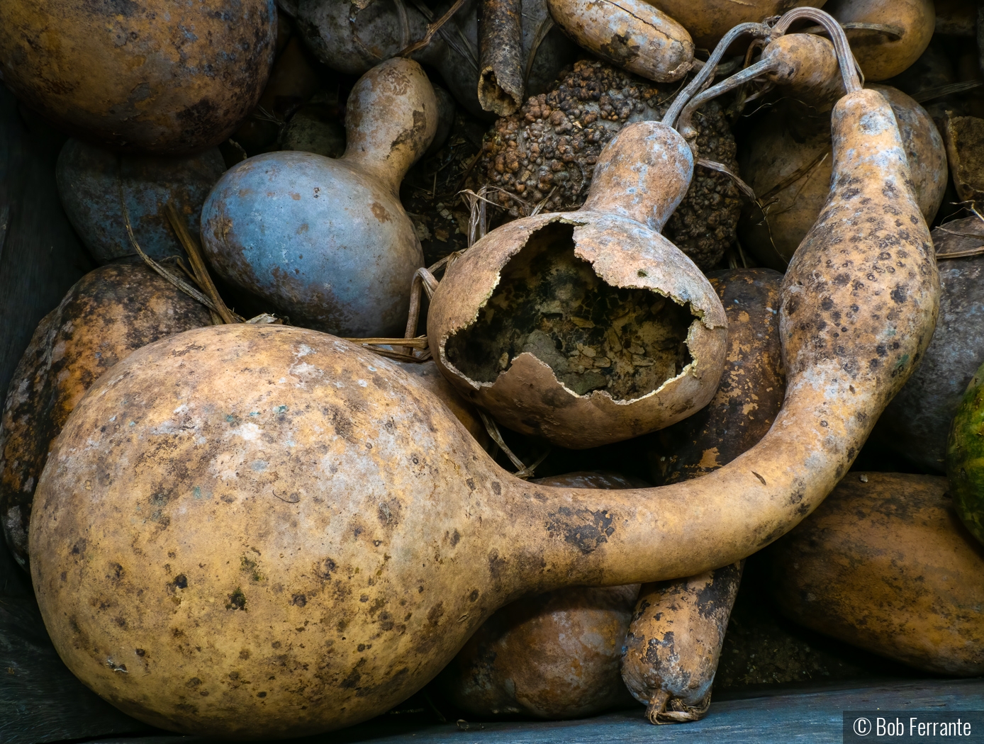 Gobs Of Gourds by Bob Ferrante