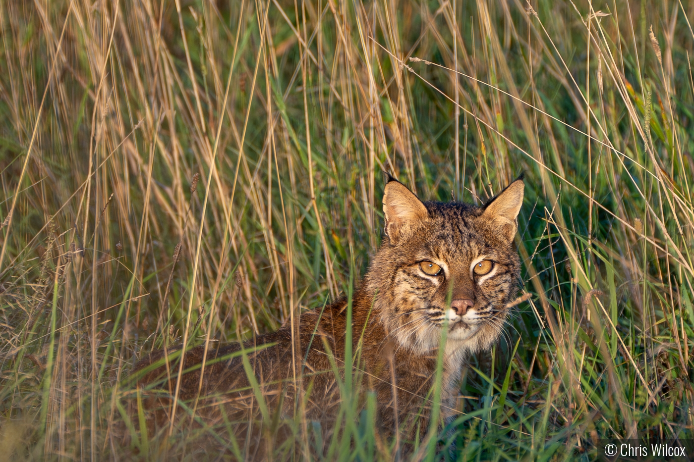 Golden hour Bobcat by Chris Wilcox