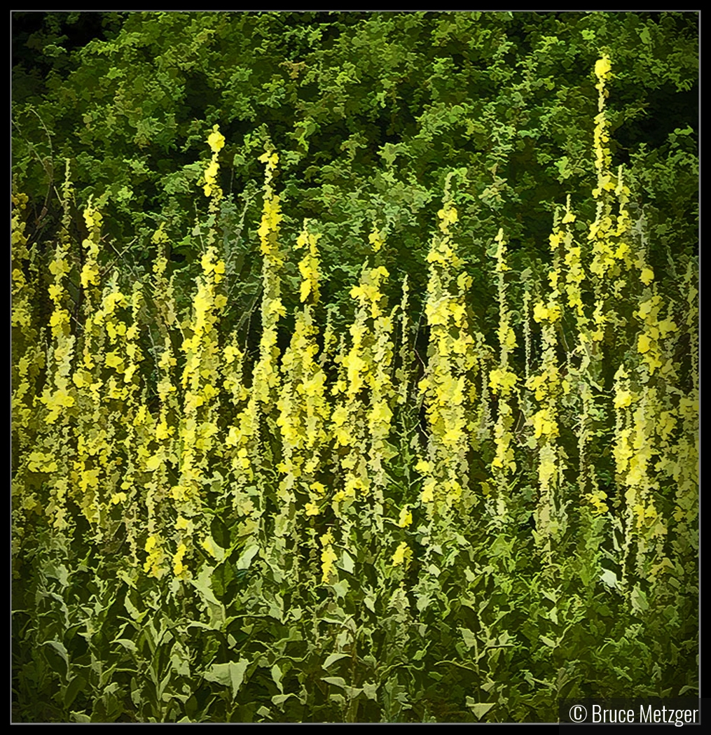 Goldenrod by Bruce Metzger