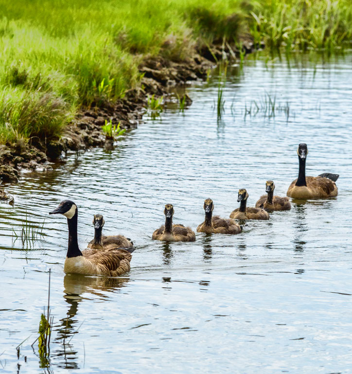 Goose Family Flotilla by J. John Straub