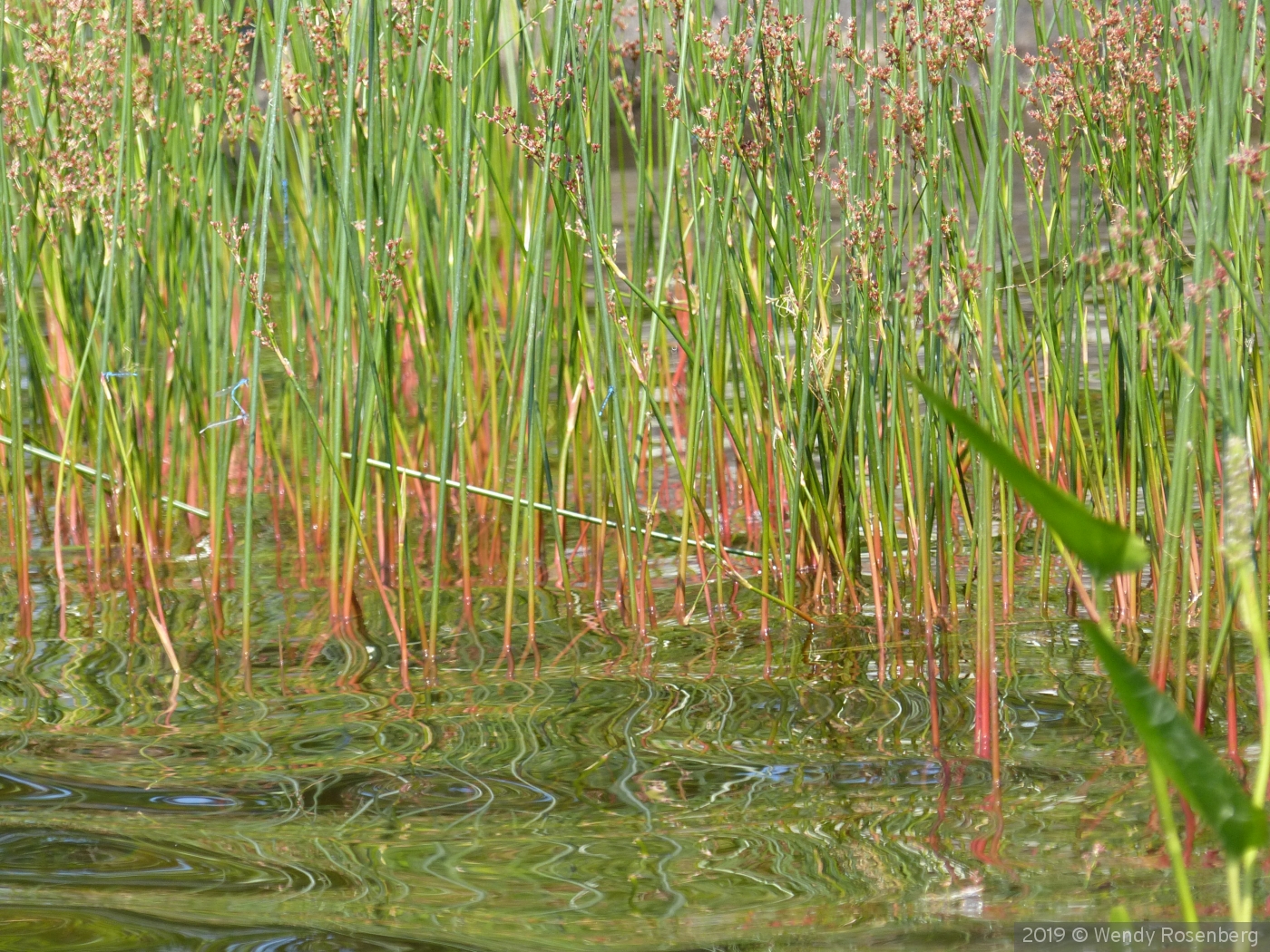 grassy reflections by Wendy Rosenberg