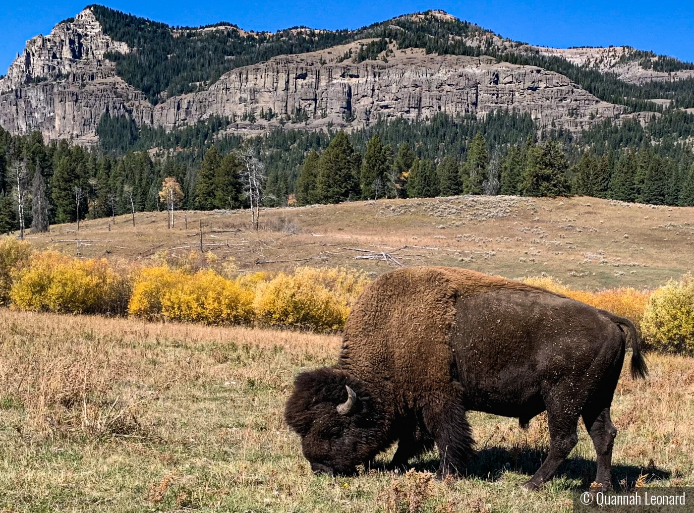 Grazing Buffalo in Yellowstone National Park by Quannah Leonard