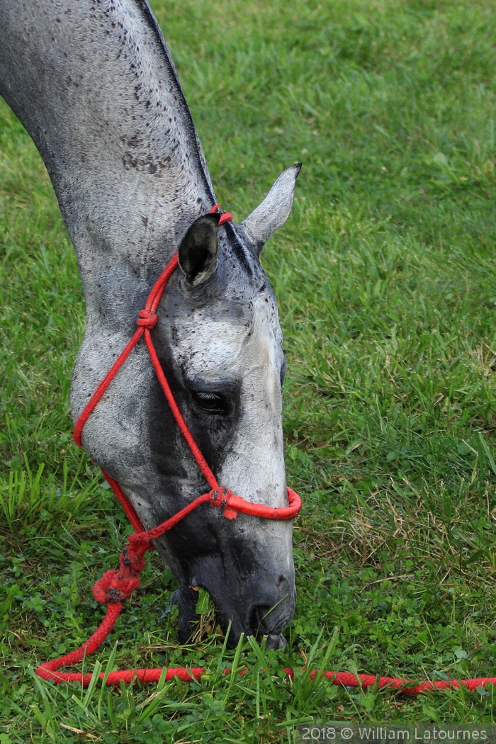 Grazing In The Grass by William Latournes