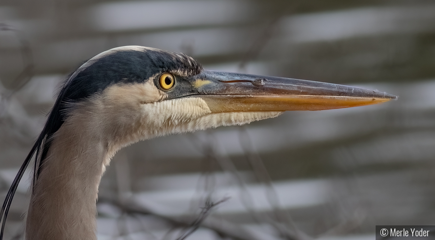 Great Blue Heron keeping watch by Merle Yoder