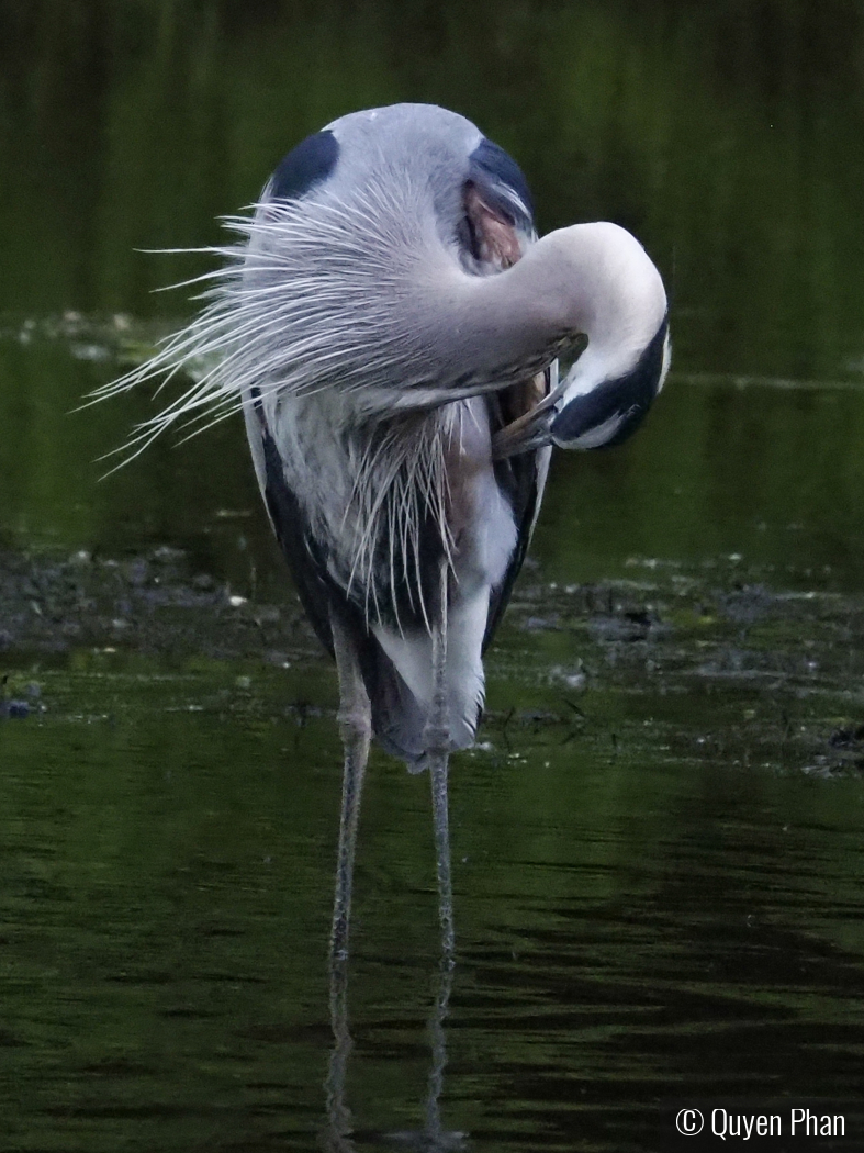 Great blue heron pruning by Quyen Phan