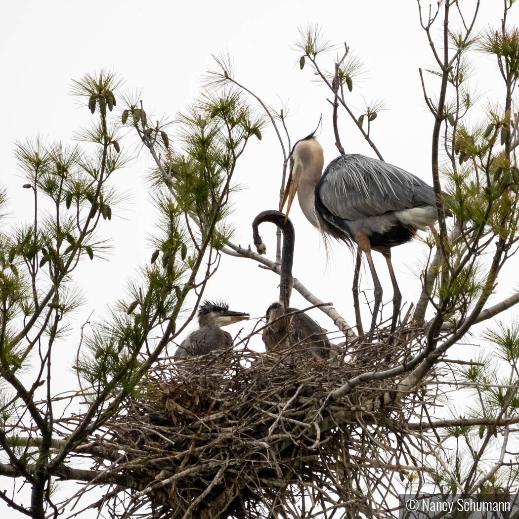 Great Blue Heron with dinner by Nancy Schumann