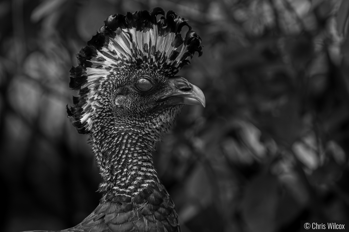 Great Curassow by Chris Wilcox