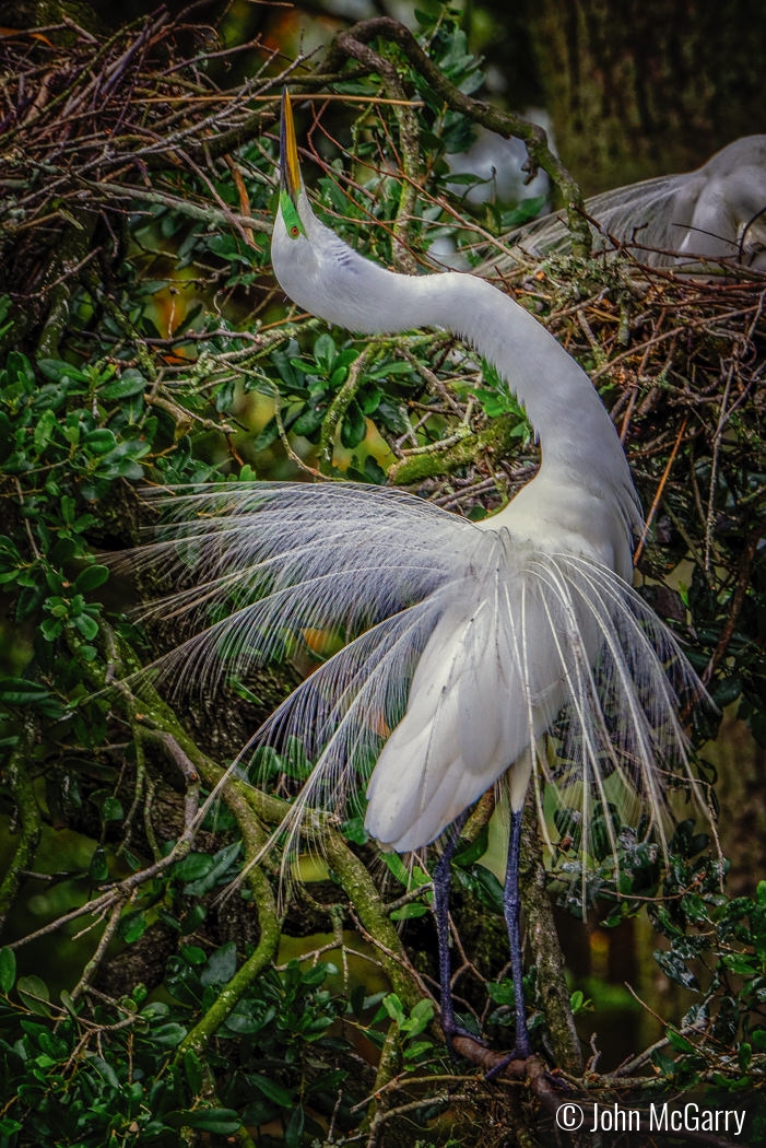 Great Egret Preening by John McGarry