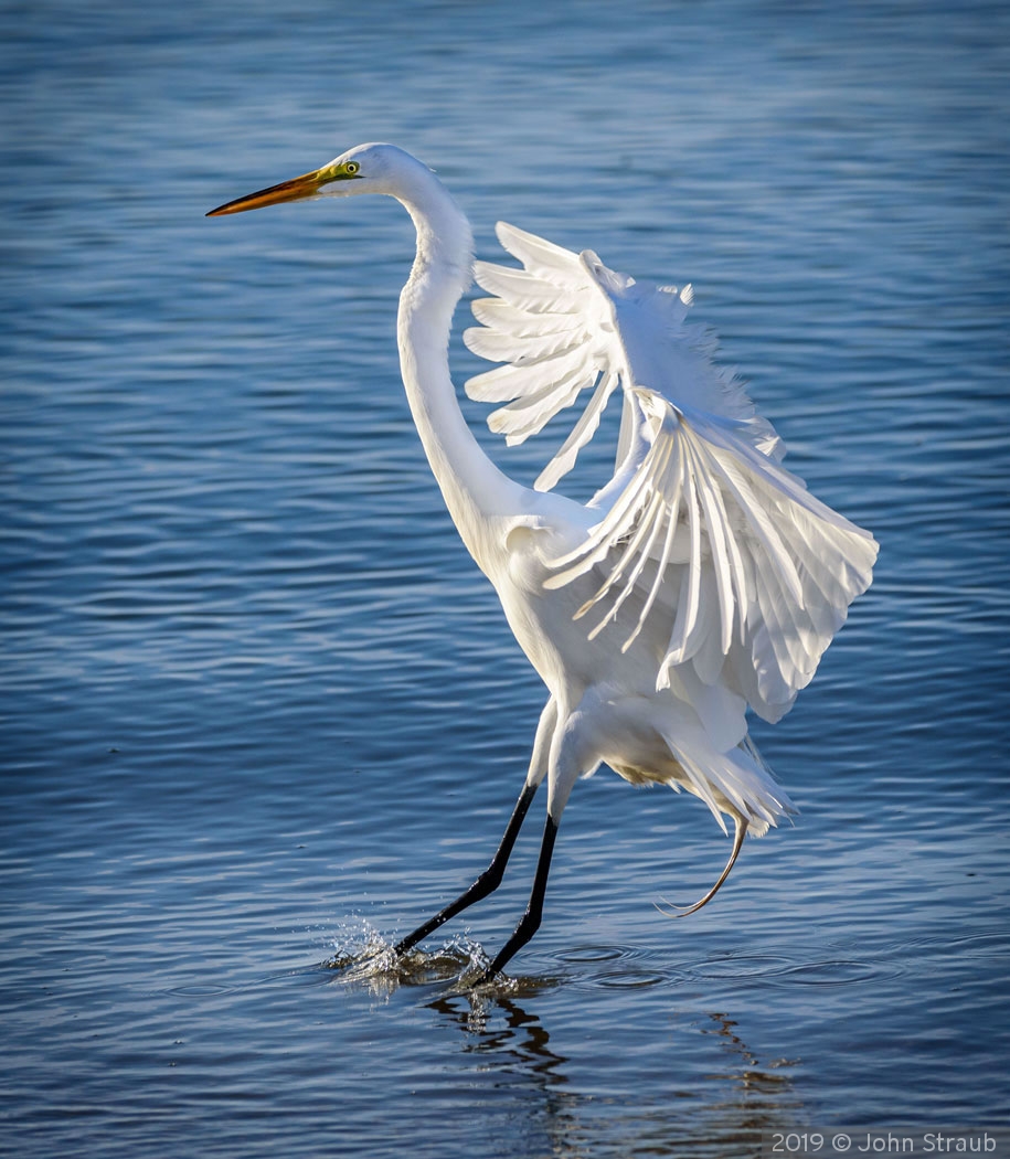 Great Egret Touchdown by John Straub