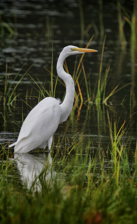 Great Egret by Richard Busch