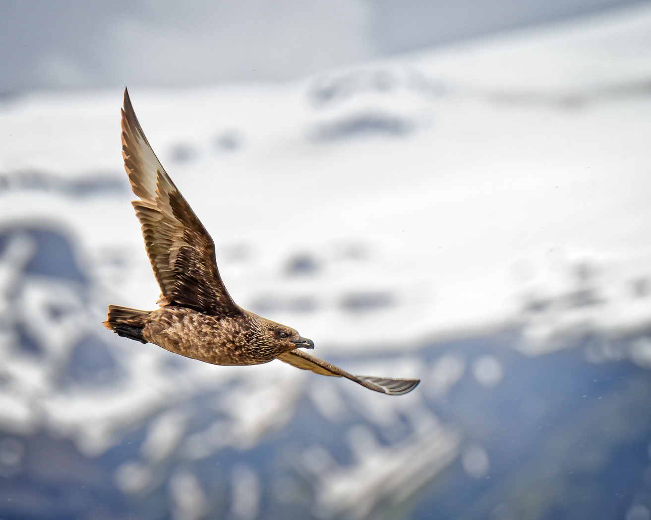 Great Skua in Flight by John McGarry