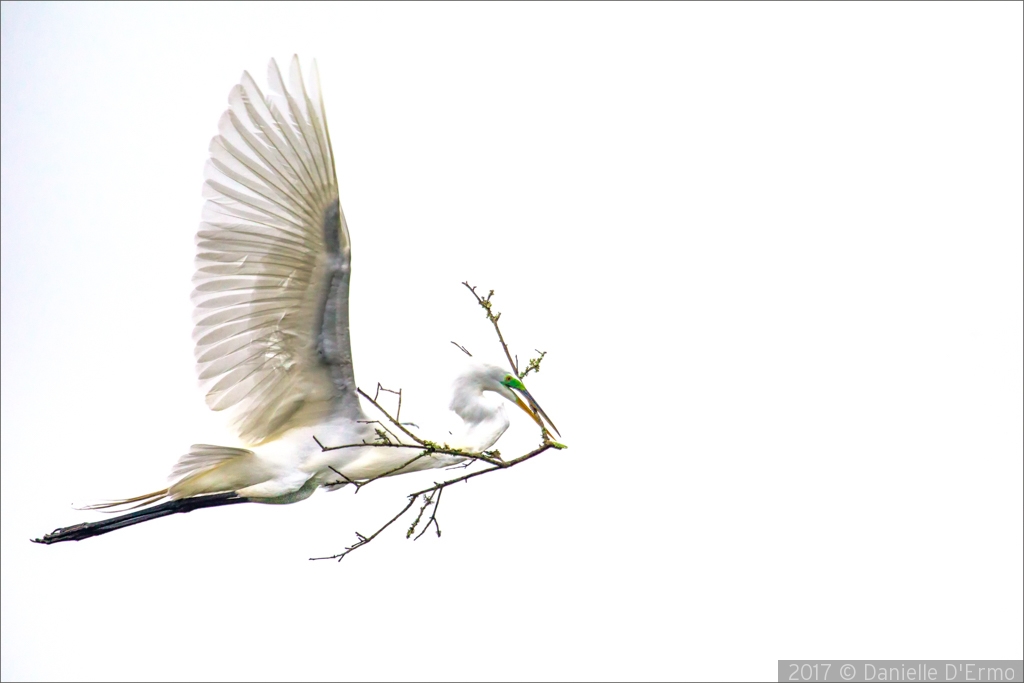 Great White Egret in Flight with Nesting Material by Danielle D'Ermo