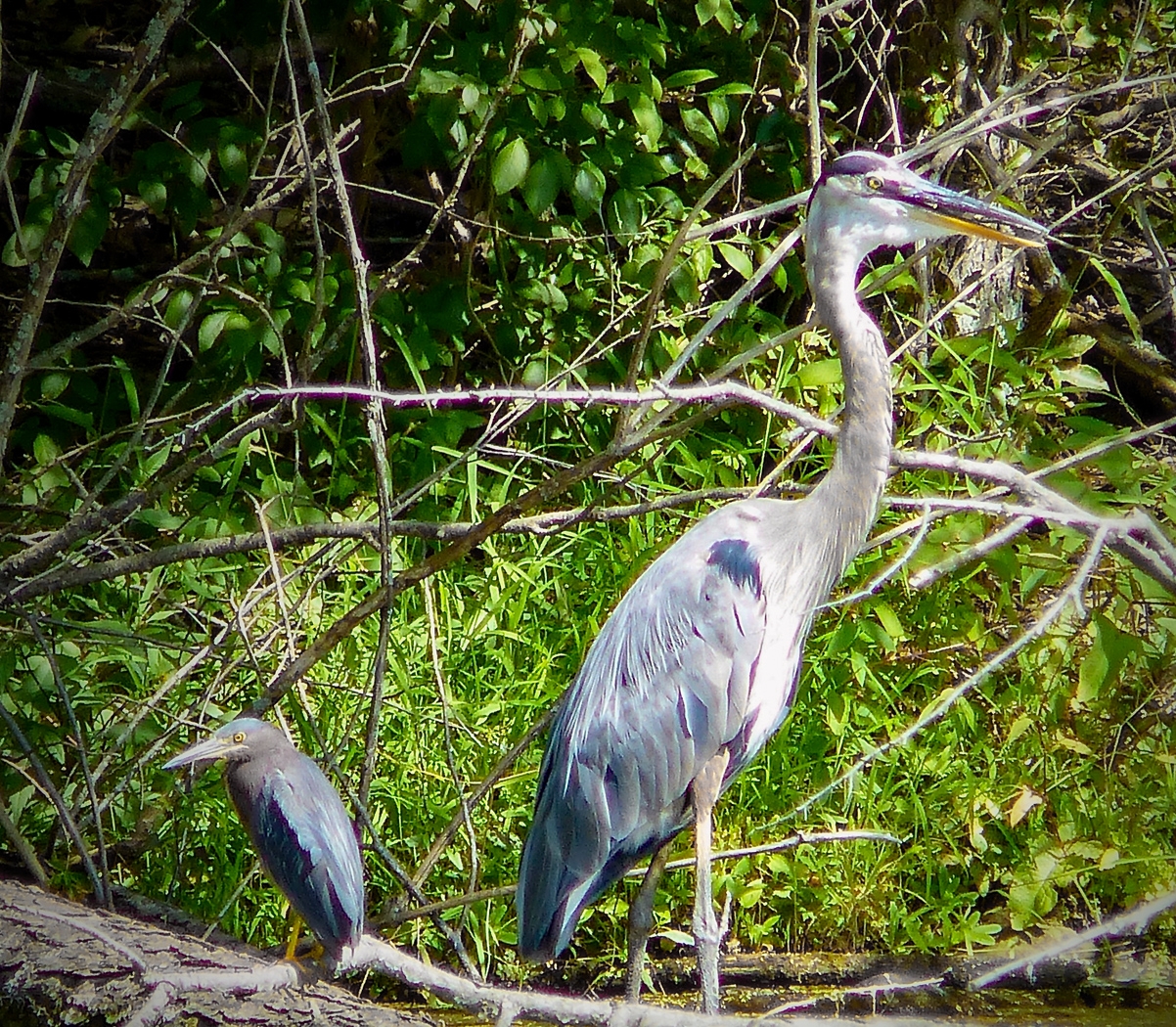 Green and Great Blue Hanging Out by Gary Gianini