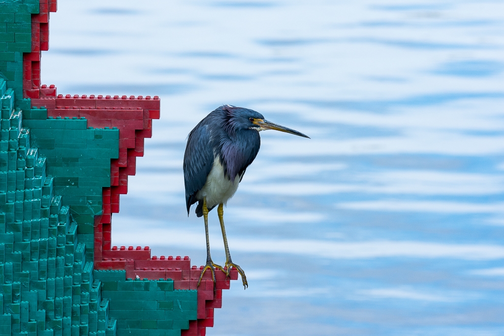 Green Heron by Aadarsh Gopalakrishna