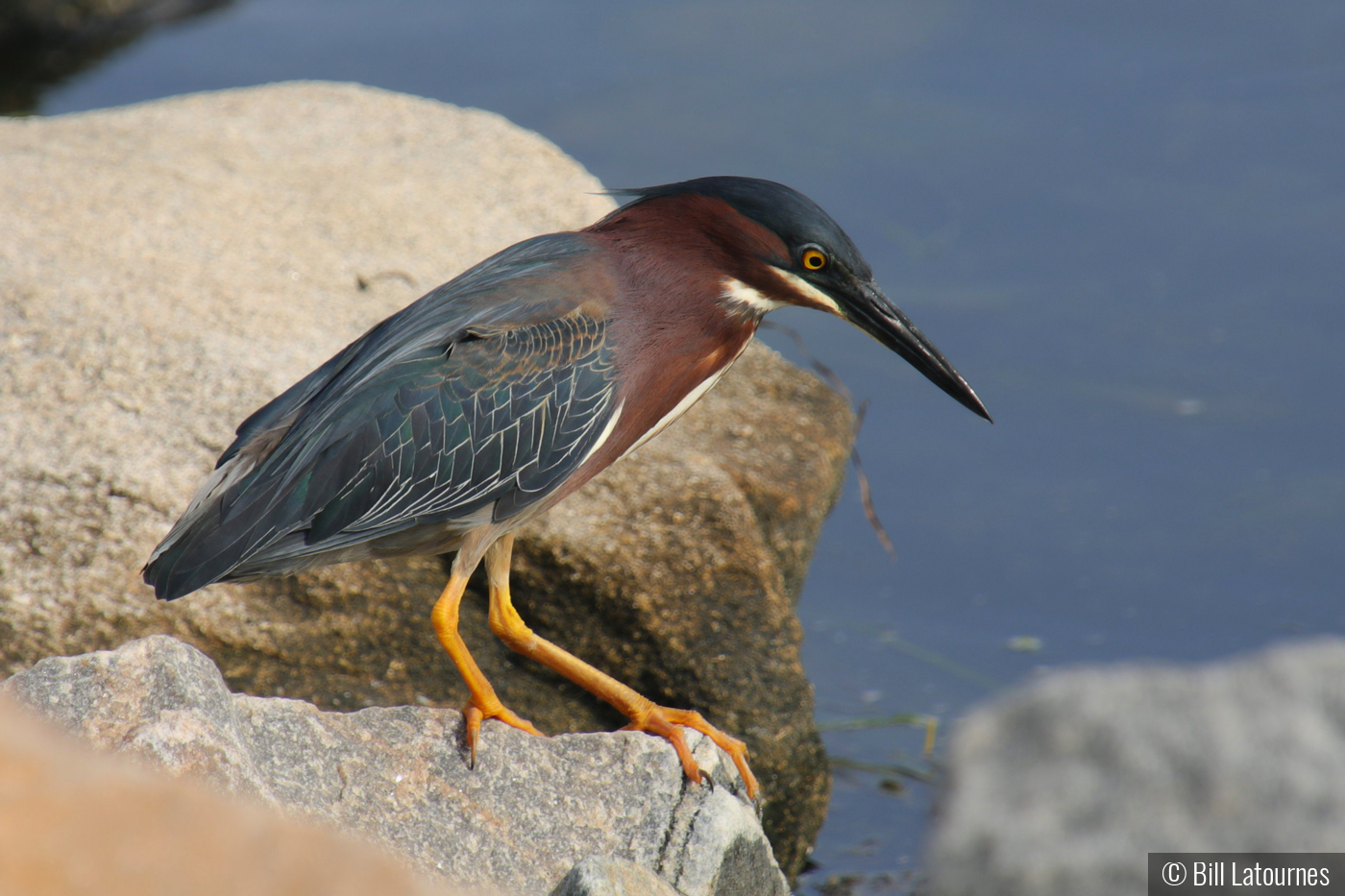 Green Heron by Bill Latournes