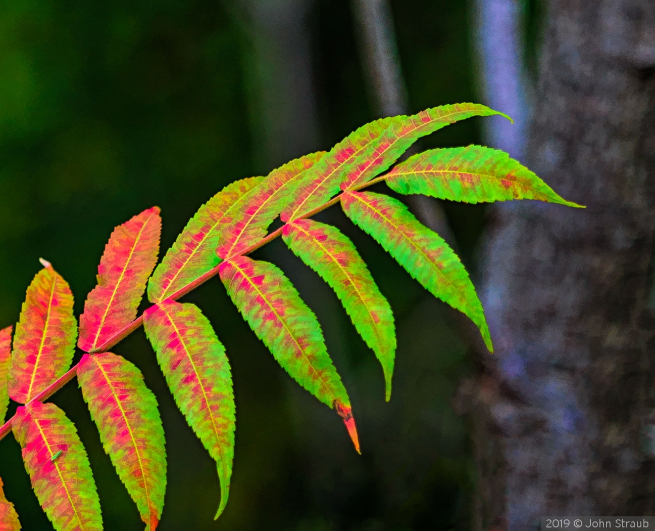 Green Turning Red by John Straub