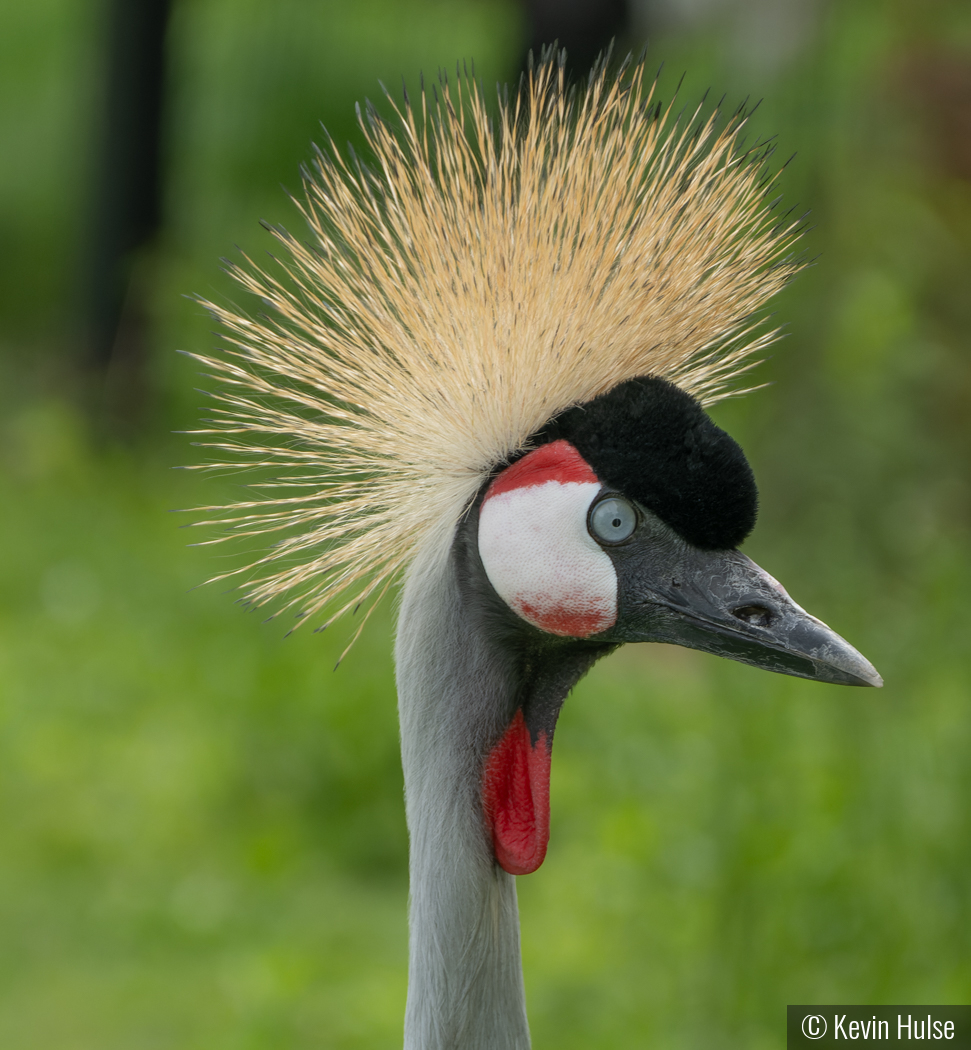 Grey Crowned Crane by Kevin Hulse