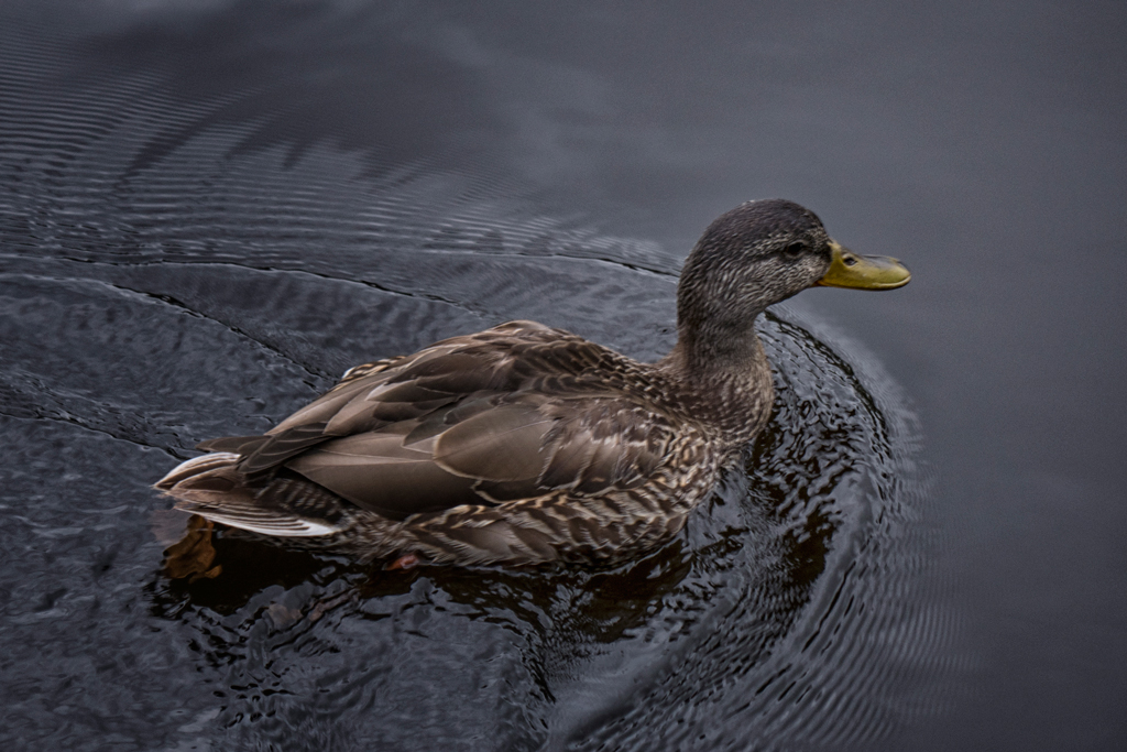 Grey Day on CT River by Donna JW Griffiths