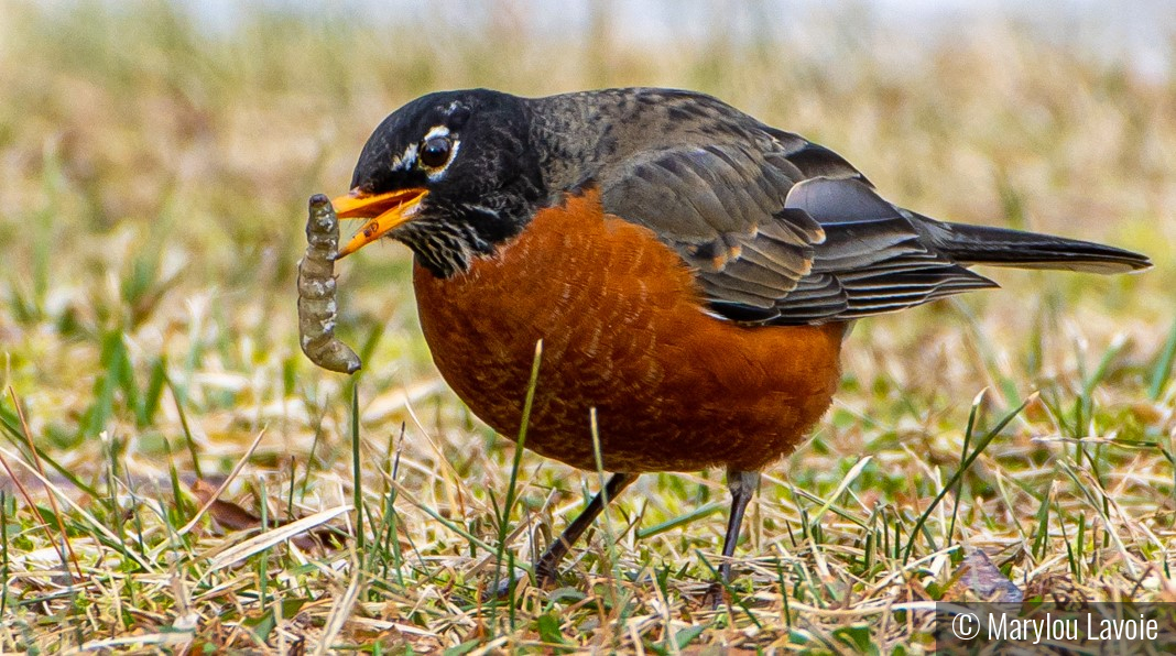 Grub by Marylou Lavoie