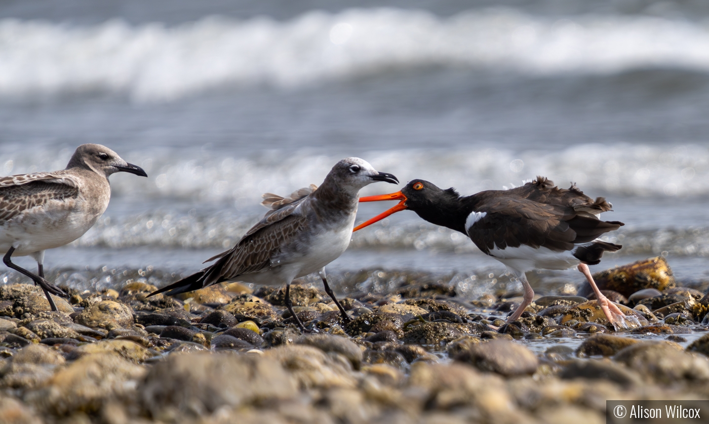 Grumpy Oystercatcher by Alison Wilcox