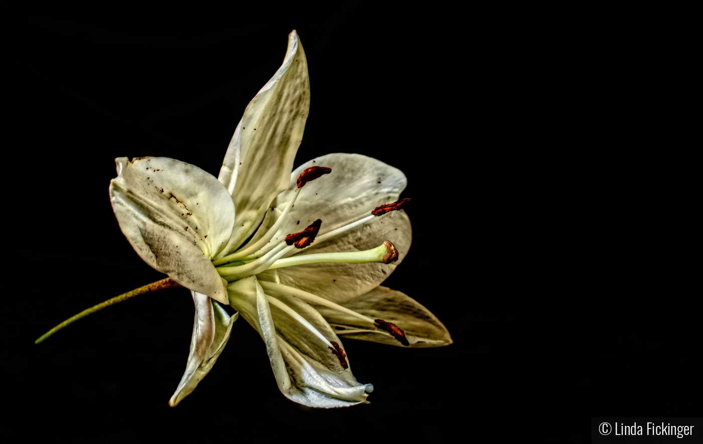 Grunge Lily by Linda Fickinger