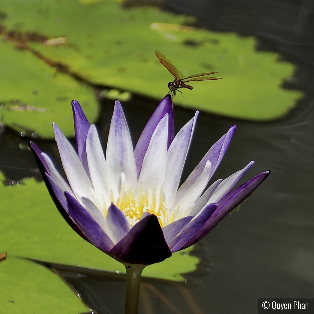 Guardian of the Water Lily by Quyen Phan