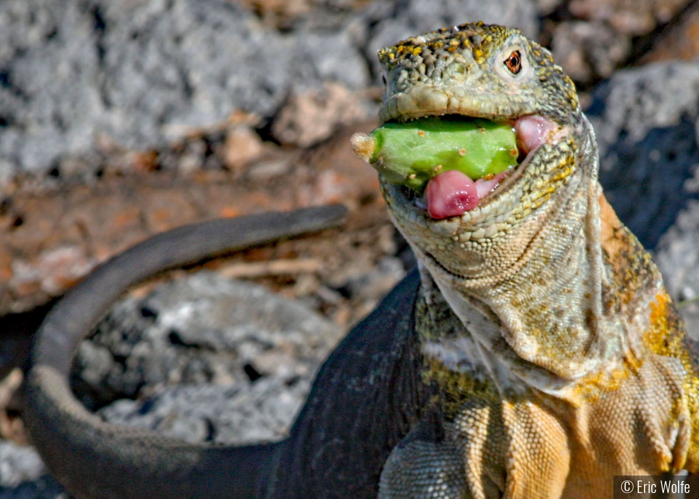 Gumming Prickly Cactus Fruit into Submission by Eric Wolfe