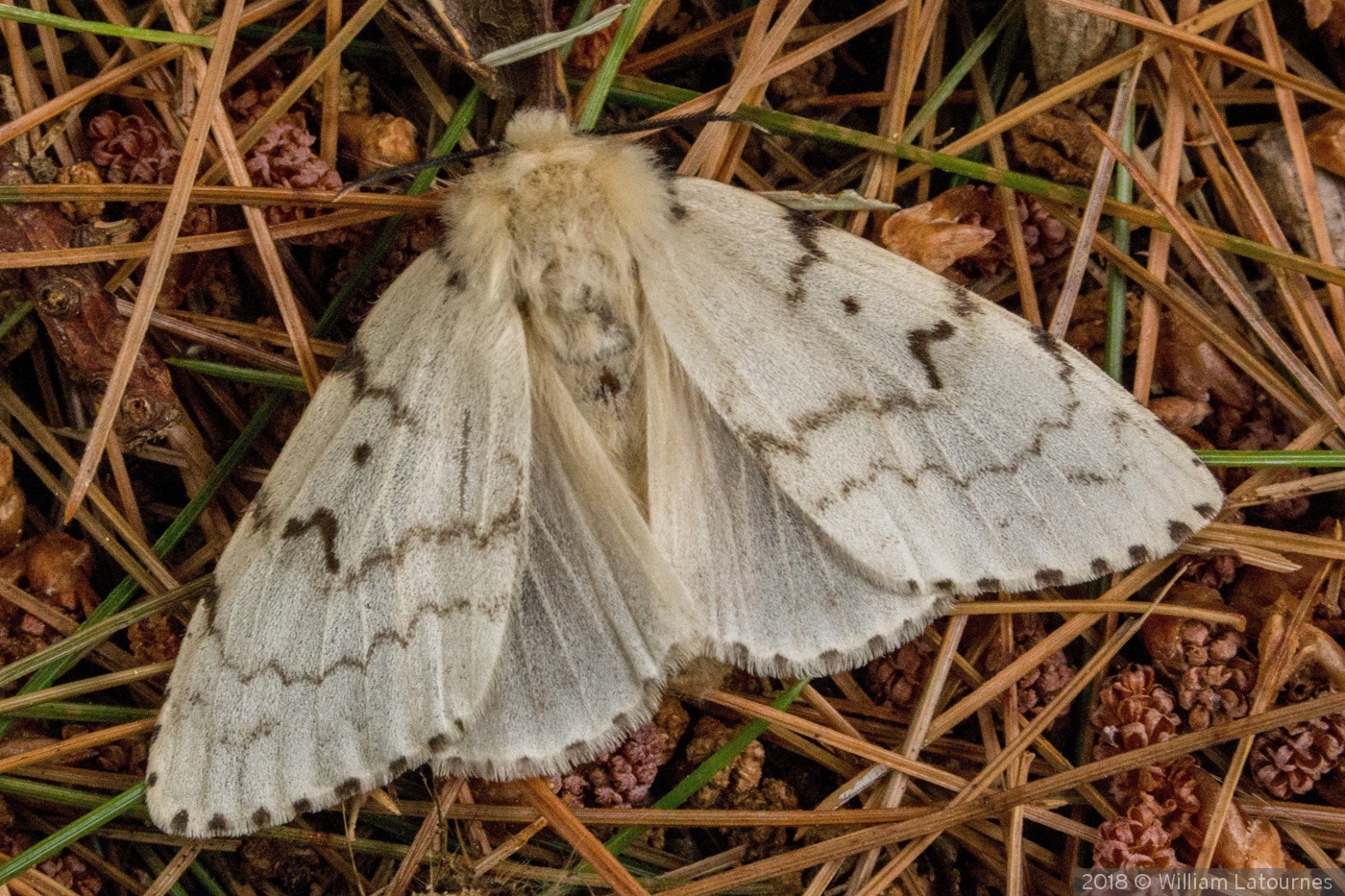 Gypsy Moth by William Latournes