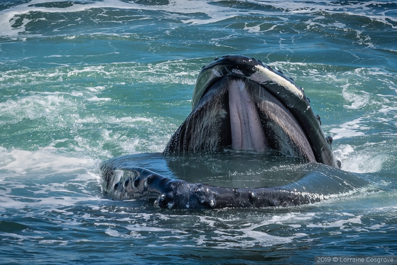 HUMPBACK WHALE LUNGE FEEDING by Lorraine Cosgrove