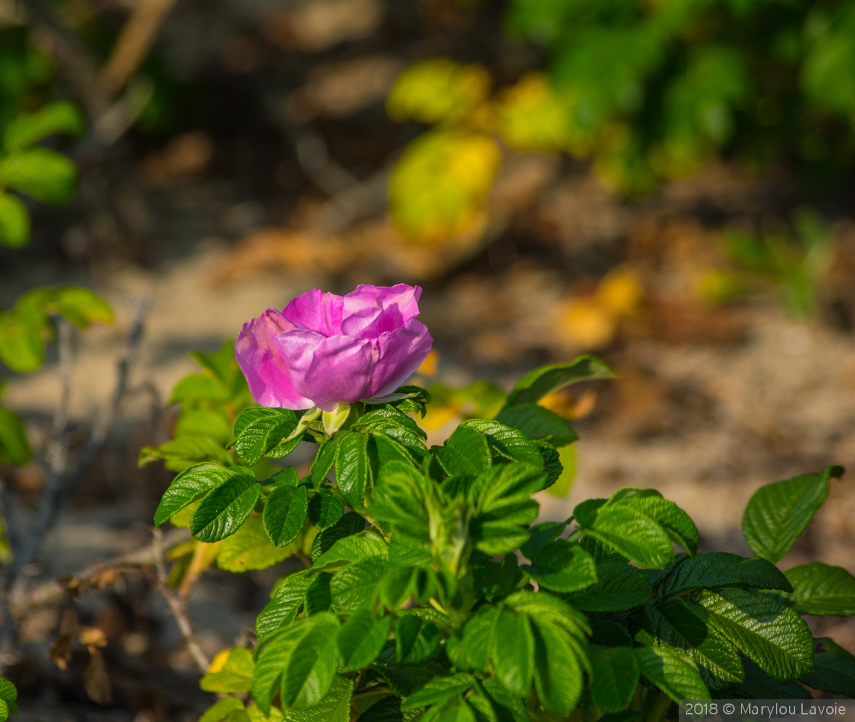 Hammonasset Wild Rose by Marylou Lavoie