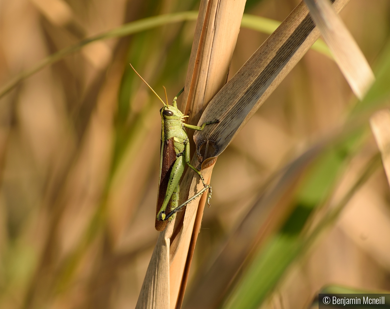 Hanging Among the Reeds by Benjamin Mcneill