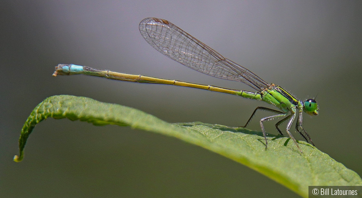 Hanging Out On A Leave by Bill Latournes