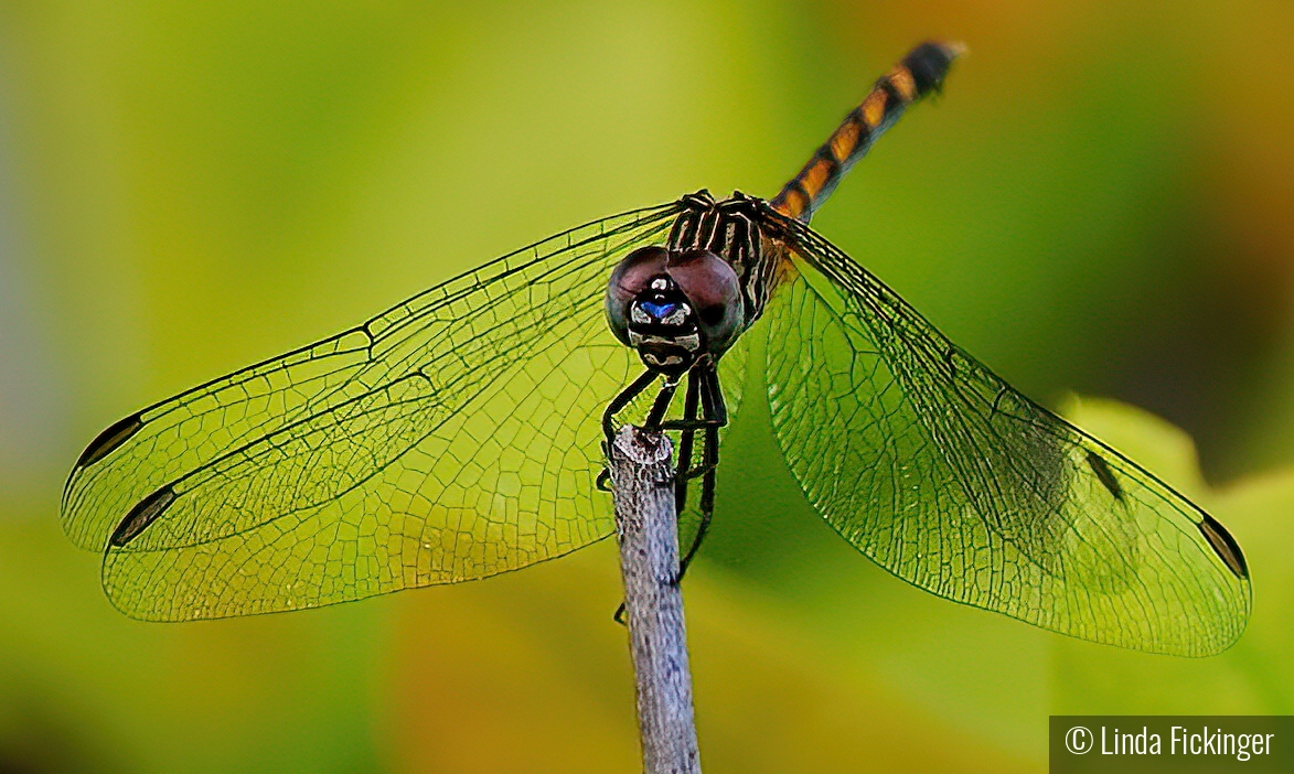 Hanging Out by Linda Fickinger