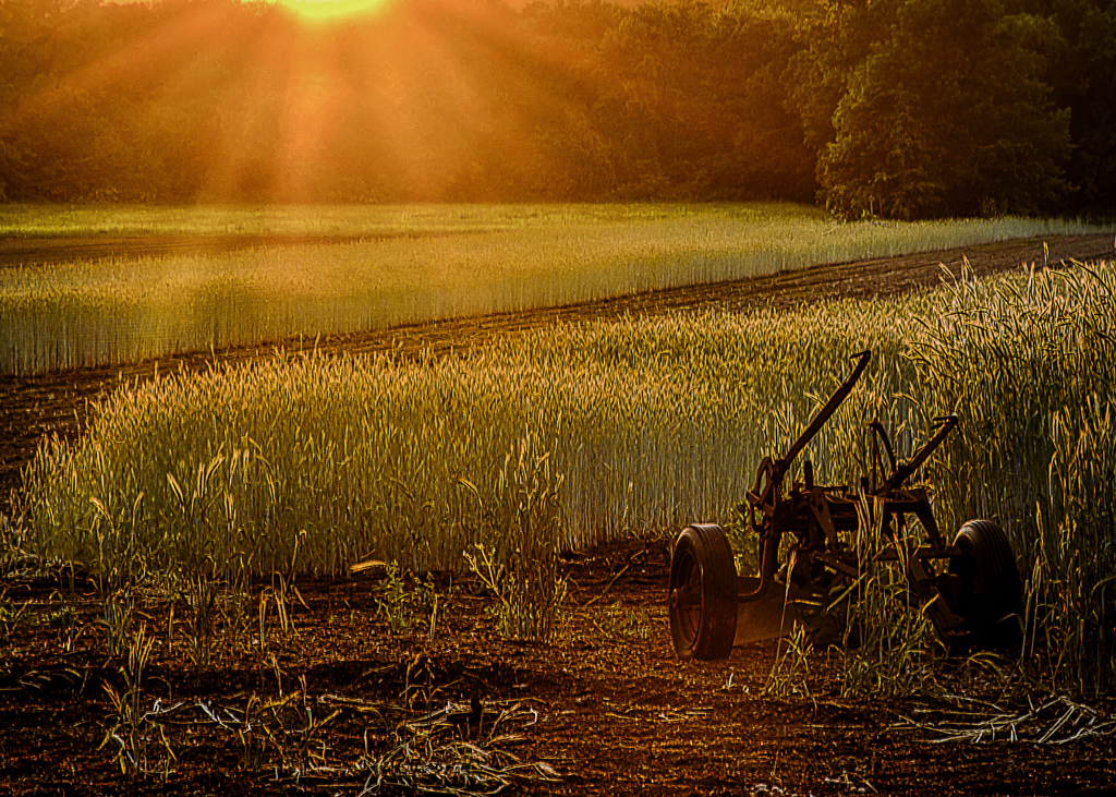 Harvest Sunset by Frank Zaremba