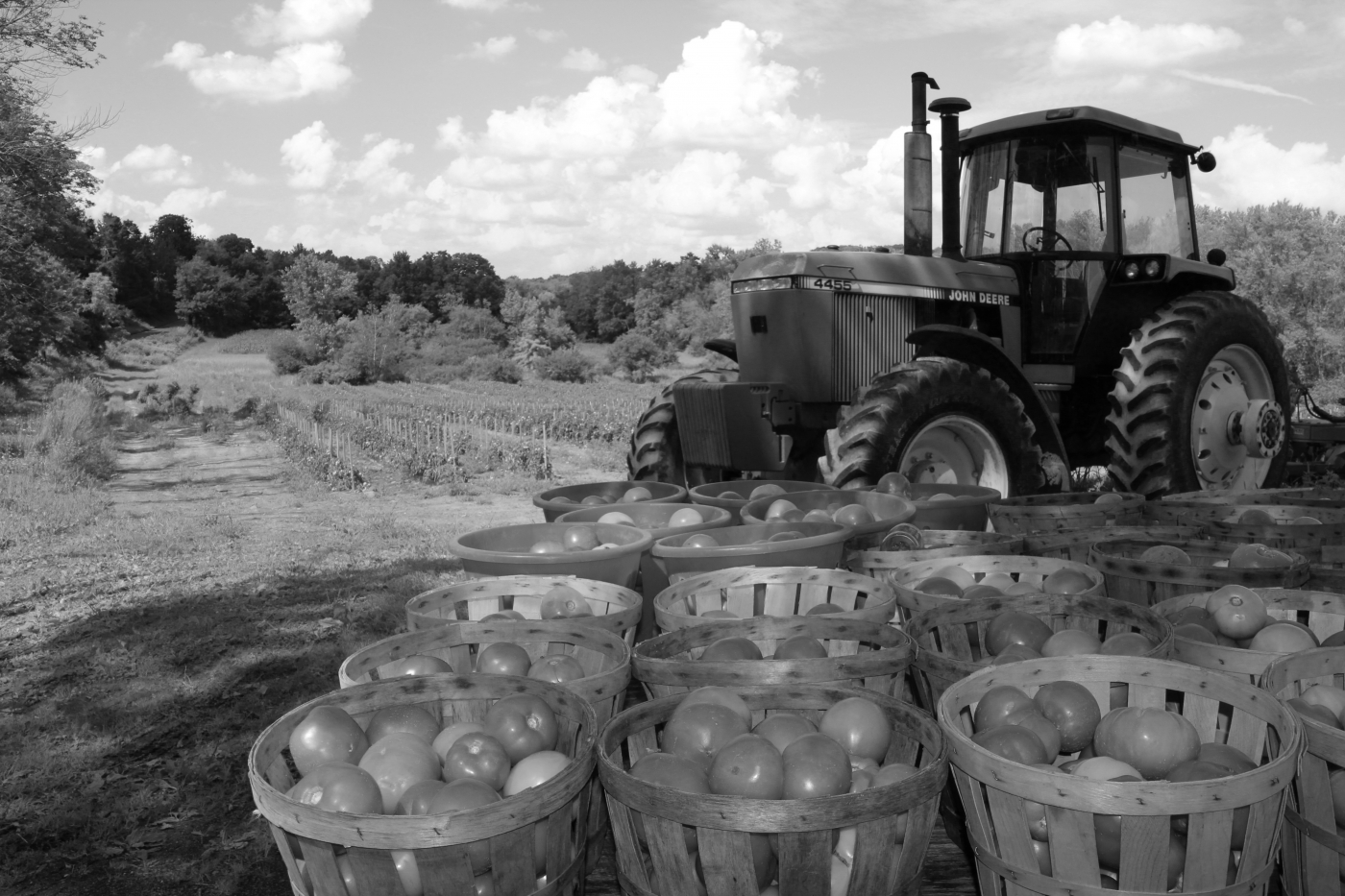 Harvest by Barbara Steele