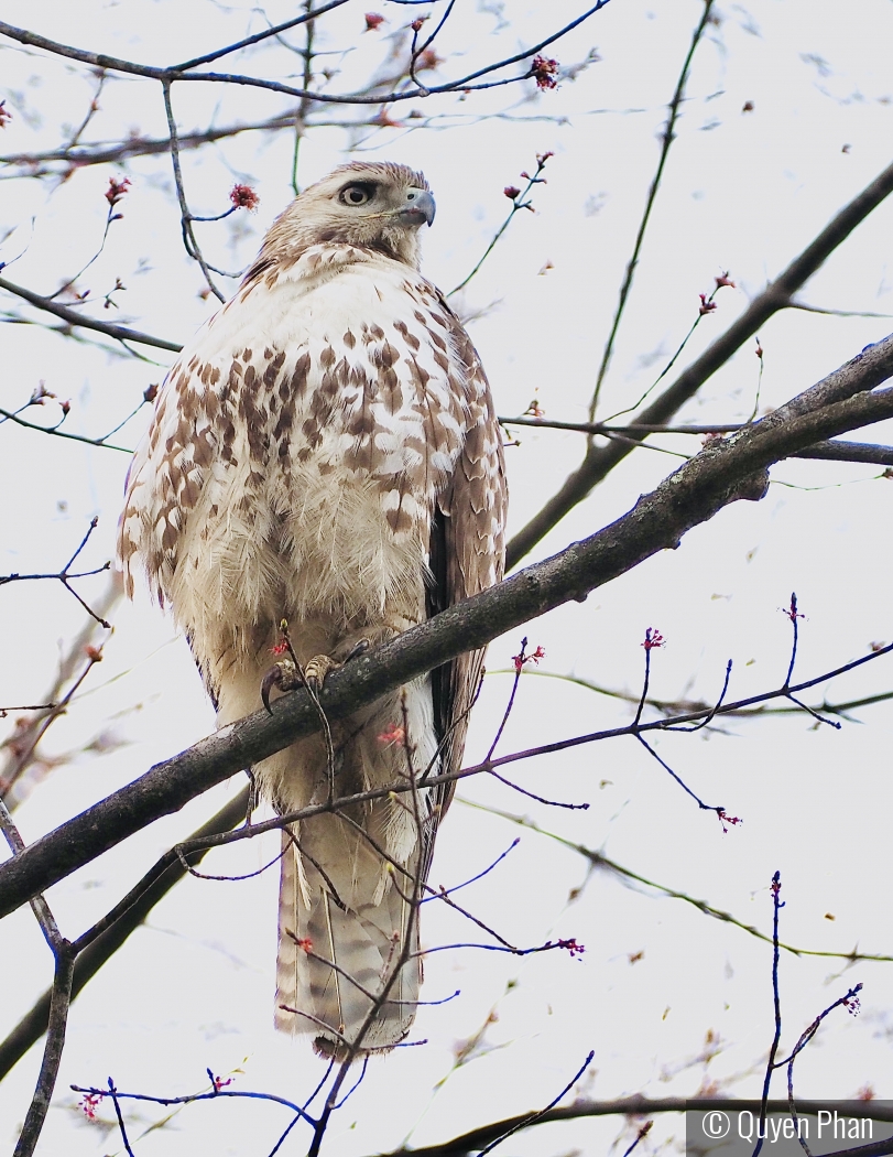 Hawk Above by Quyen Phan