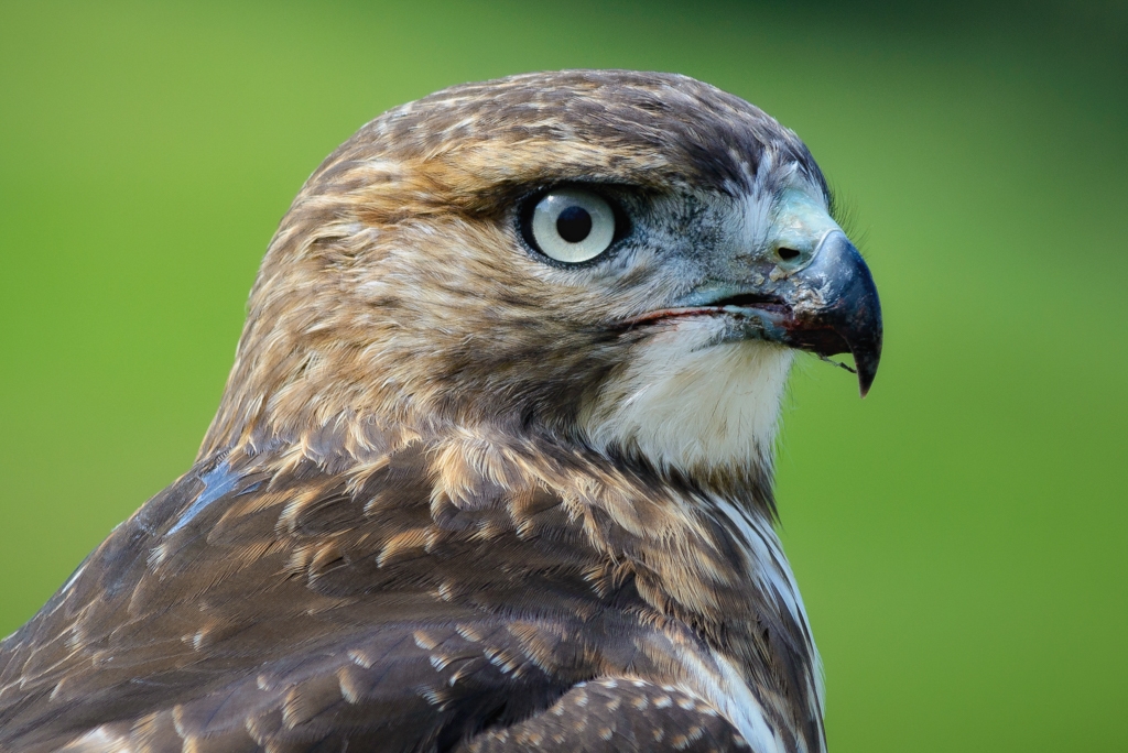 Hawk Eye by Bill Payne