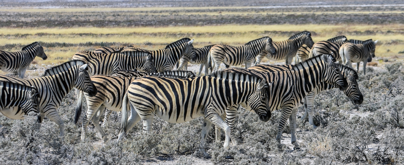 Heading for much needed water by Susan Case