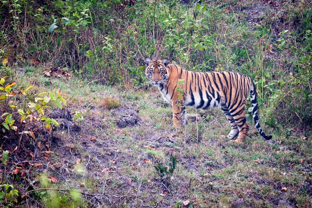 Hello Kitty !!! Adolescent Tiger - Kabini Forest, India by Aadarsh Gopalakrishna