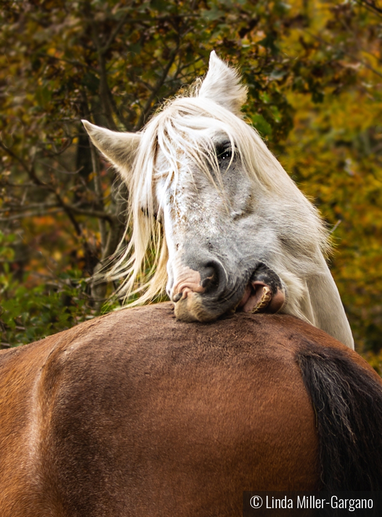 Helping a Friend by Linda Miller-Gargano