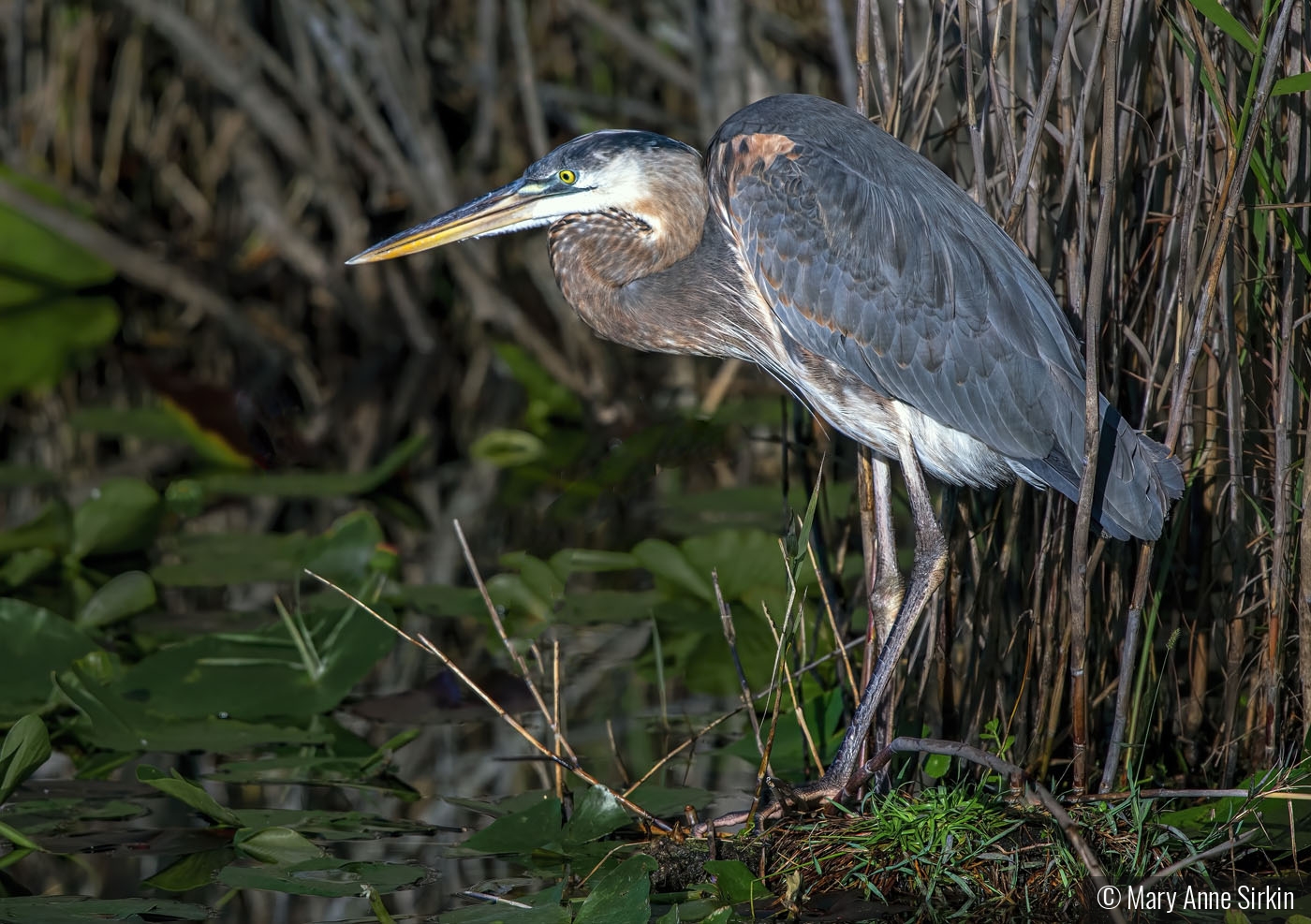 Heron Home by Mary Anne Sirkin