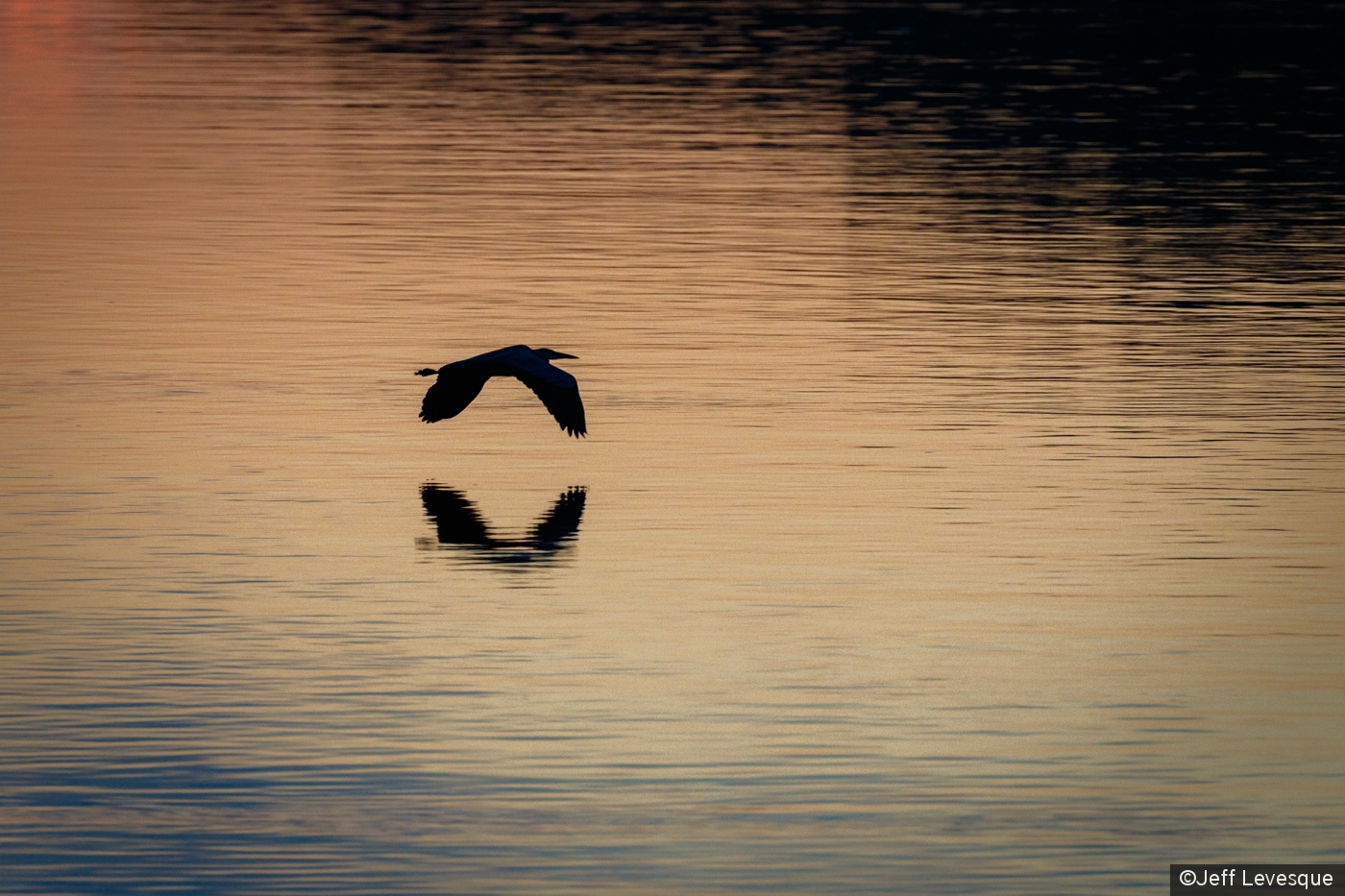 Heron in gradient light by Jeff Levesque