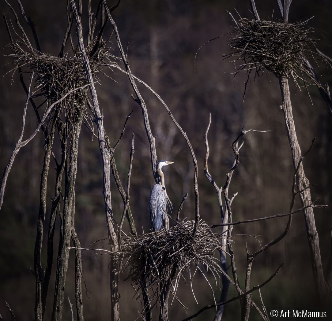 Heron Nesting by Art McMannus