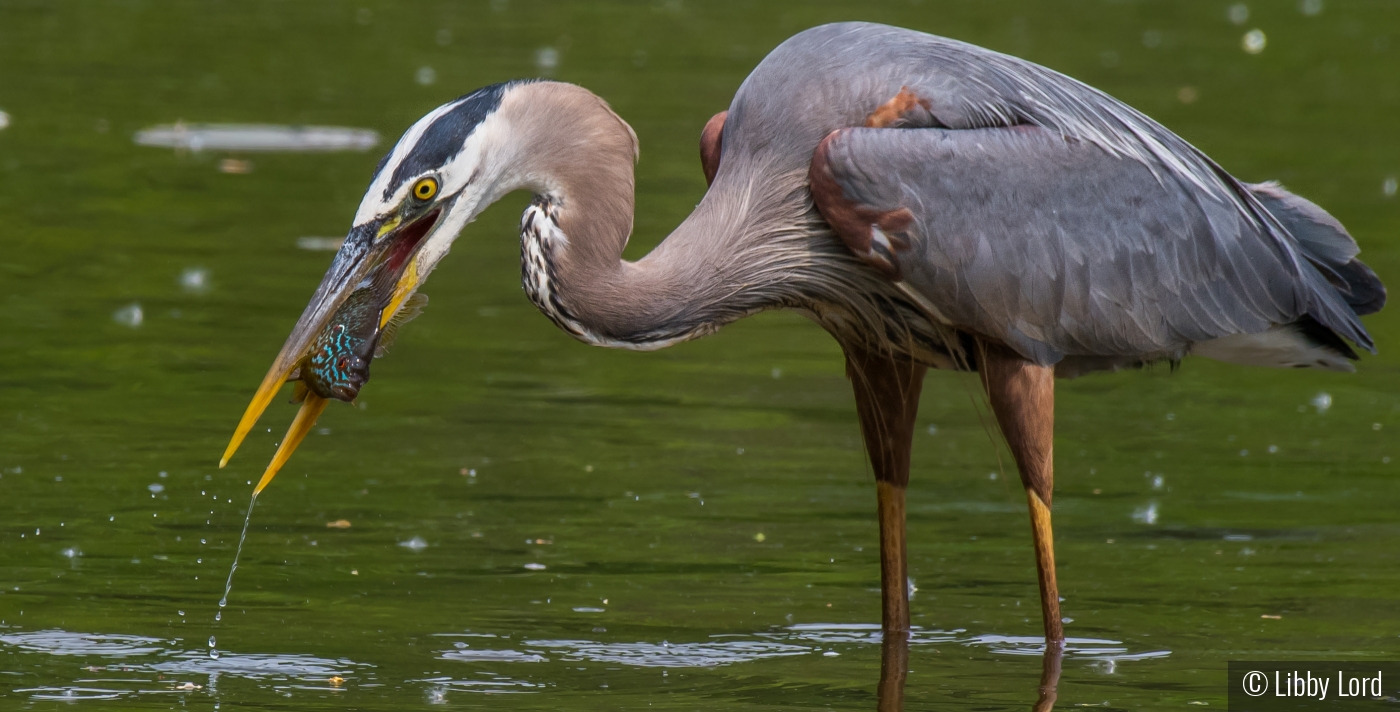 Heron with a Colorful Catch by Libby Lord