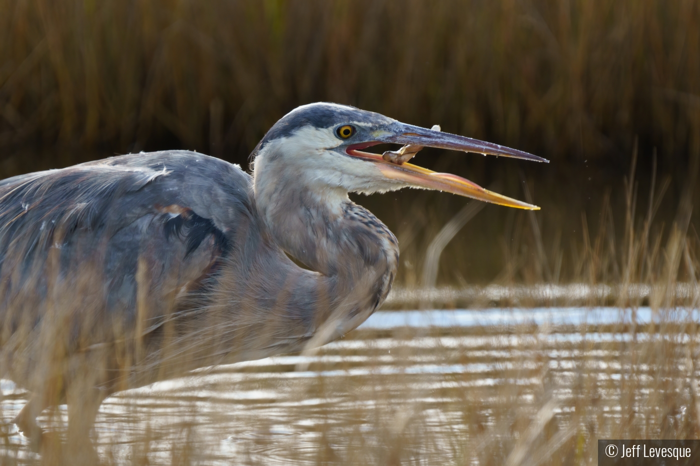 Heron's Breakfast by Jeff Levesque