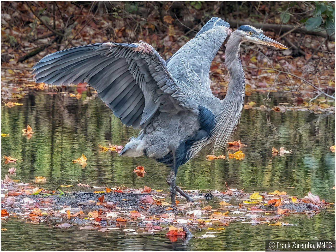 Herron drying off by Frank Zaremba, MNEC