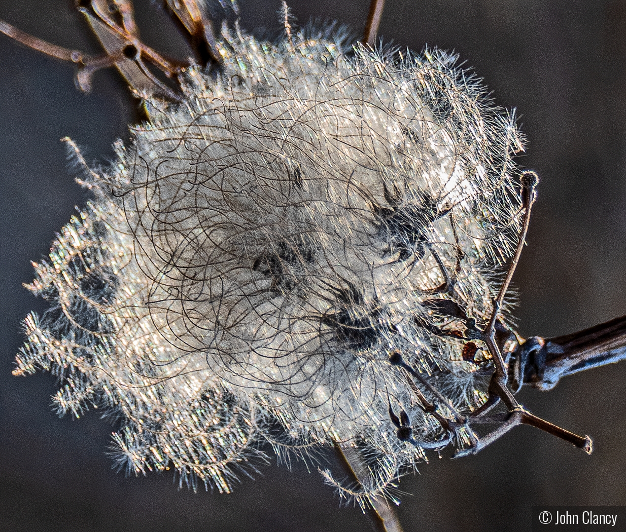 Hidden face by John Clancy