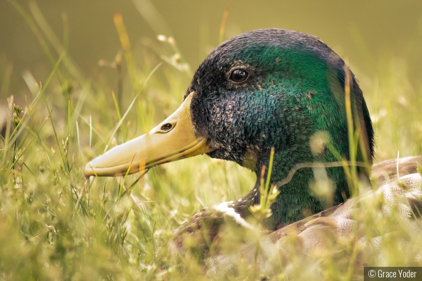 Hidden in the Grass by Grace Yoder