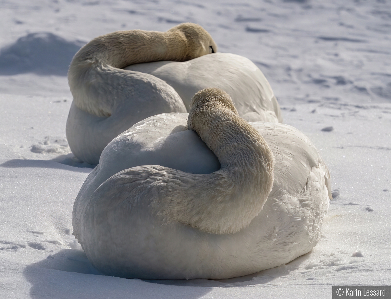 Hiding From The Cold by Karin Lessard