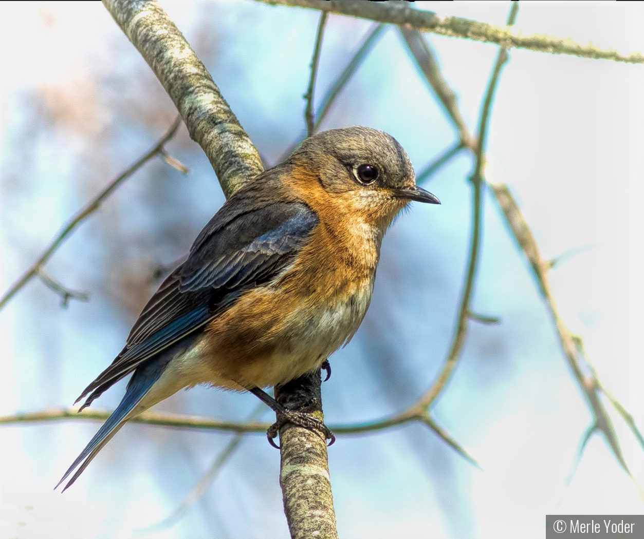 High-key bluebird by Merle Yoder